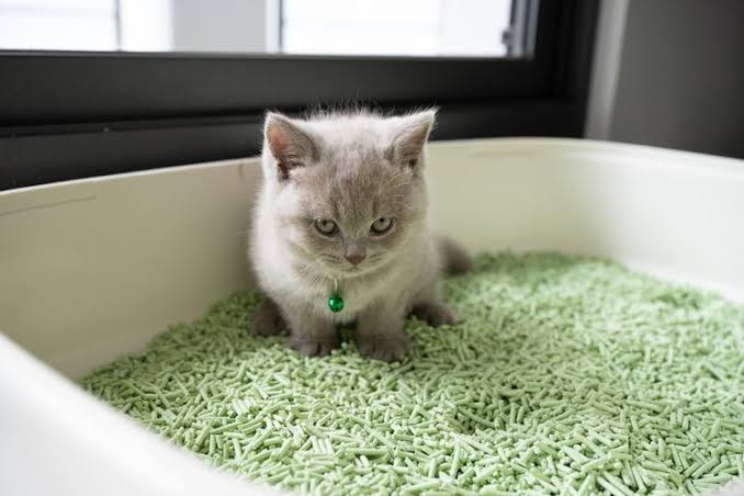 Cara Pasir Kucing wangi dan tidak bau