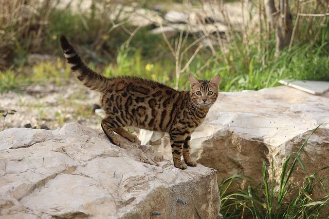 12 Fakta Penting Siklus Birahi dan Musim Kawin Kucing agar Anabul Tetap Sehat dan Happy 12 Fakta Penting Siklus Birahi dan Musim Kawin Kucing agar Anabul Tetap Sehat dan Happy
