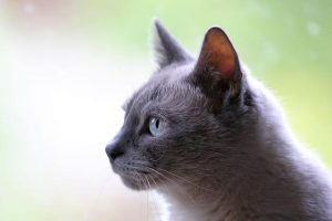 11 Penjelasan Lengkap Apakah Kucing Masuk Surga Menurut Islam, Bikin Pemilik Anabul Tenang